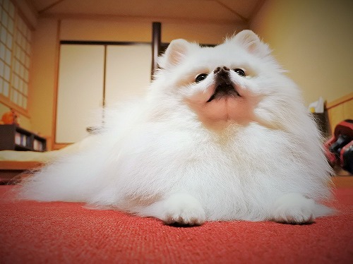 拗ねない焦らない 徒然てんぐさ 拗ねない焦らない 徒然てんぐさ