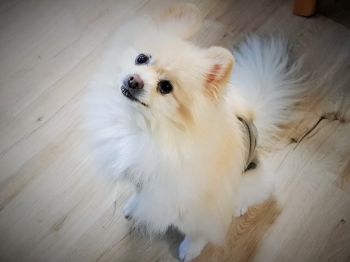 予定がぎっしり_d0360206_13295667.jpg