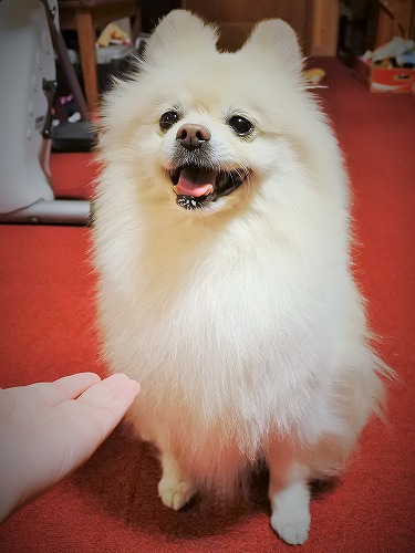 やったぜ、な一日_d0360206_13295865.jpg