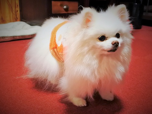変態エピソード_d0360206_13300227.jpg