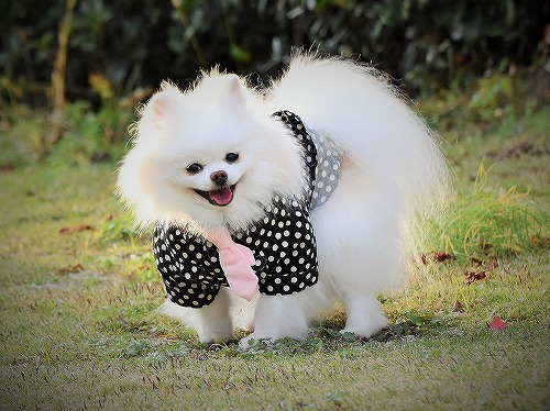 頑張ってくるよ……!!_d0360206_13321397.jpg