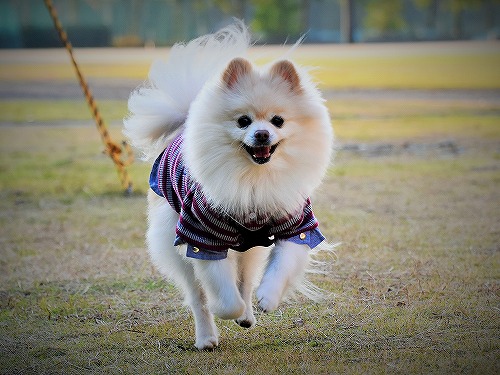 ごっこ遊びをしよう_d0360206_13332673.jpg