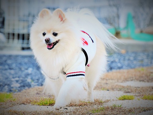 ブロガーとしてどうなの_d0360206_13343778.jpg