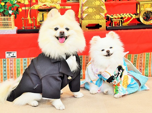 雛祭にはお洒落して_d0360206_13355878.jpg