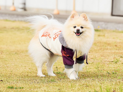 留守を頼む!!_d0360206_13363310.jpg