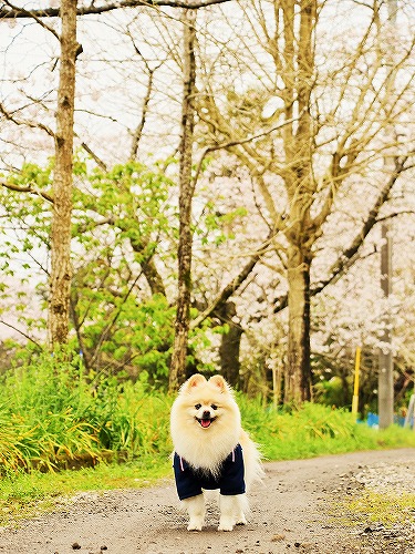 春ならば、春らしく_d0360206_13373162.jpg