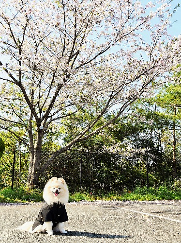 無理難題に応えましょう_d0360206_13374061.jpg