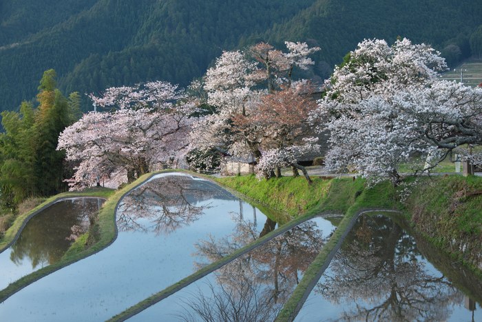 三多気 みたけ の桜 三重県津市 風の色紀行