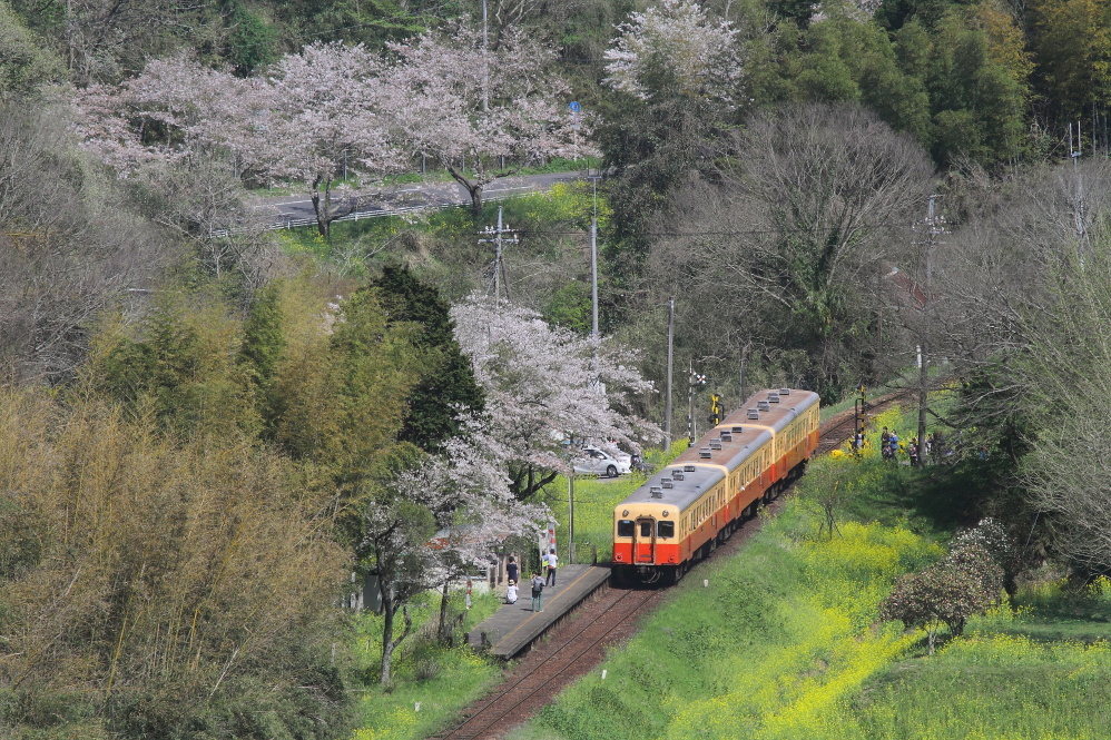 上総大久保駅　春景　- 2017年桜・小湊鉄道 -_b0190710_22181004.jpg