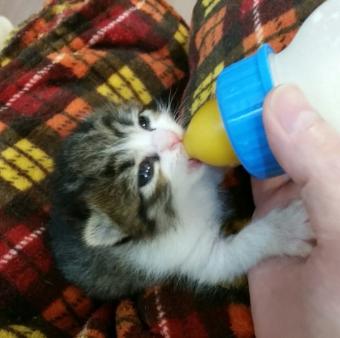 e0144012_17062640.jpeg