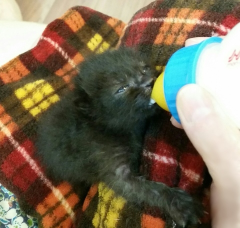 e0144012_17065190.jpeg