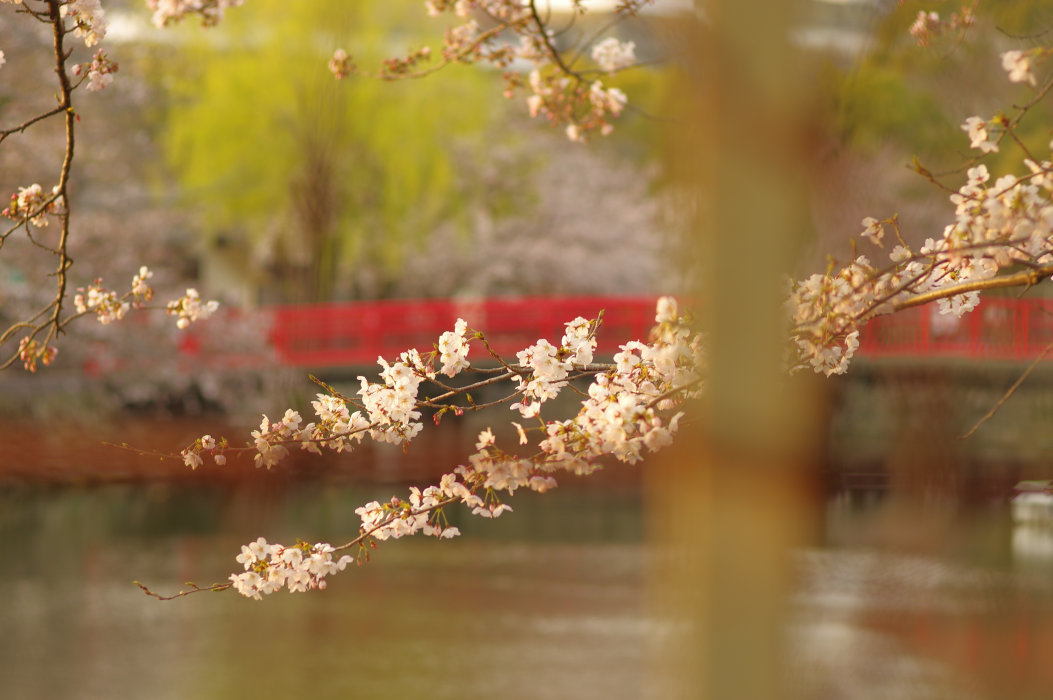 姫路城の桜(2017/4/5)　其の②_d0325720_00135420.jpg