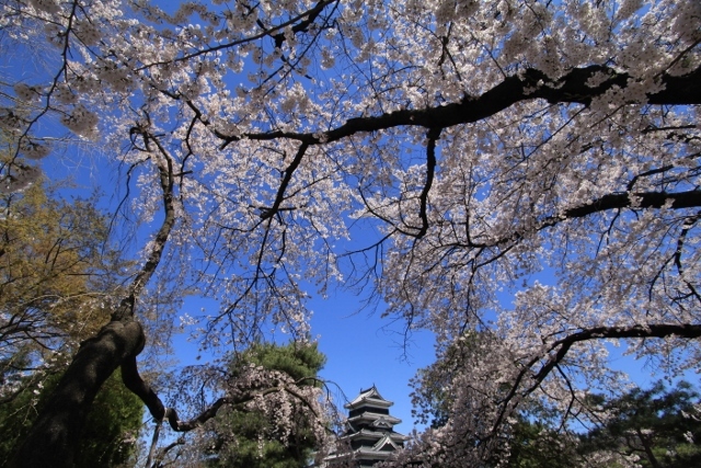 ～　松本城桜満開　～_e0242721_08435604.jpg