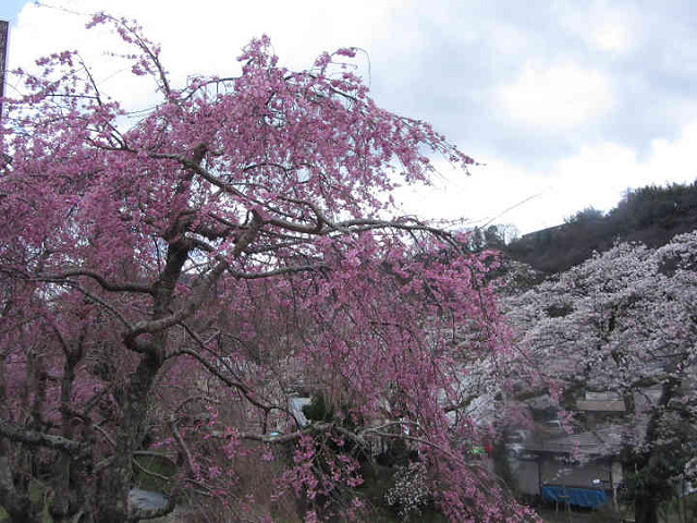 水芭蕉の群生_b0010125_171695.jpg