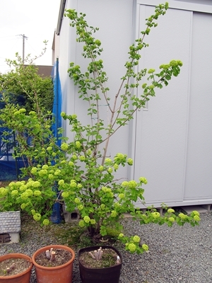 春の花♪_f0129726_20502134.jpg