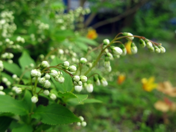 春の花♪_f0129726_21410038.jpg