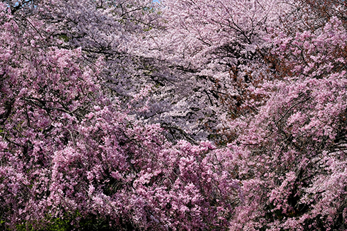 今年の桜　　７_f0078127_18444986.jpg