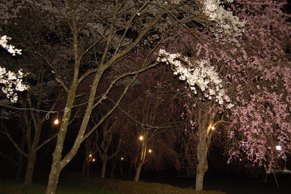 河川公園 夜桜_d0010630_9252315.jpg
