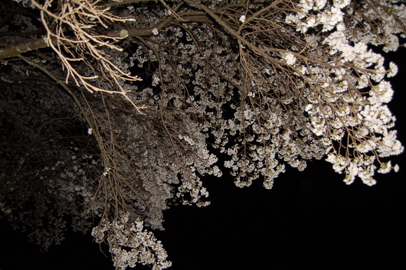 河川公園 夜桜_d0010630_9254914.jpg