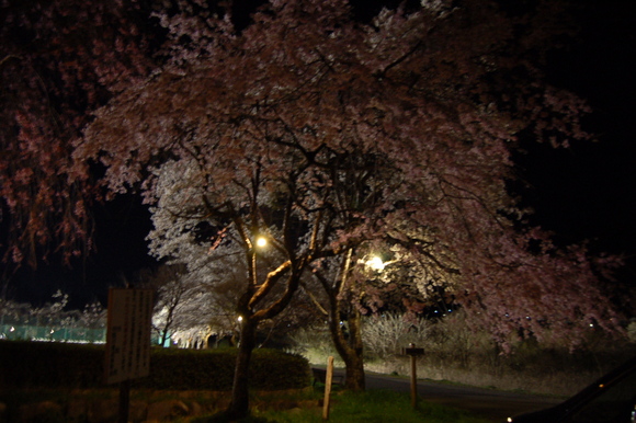 河川公園 夜桜_d0010630_9262062.jpg