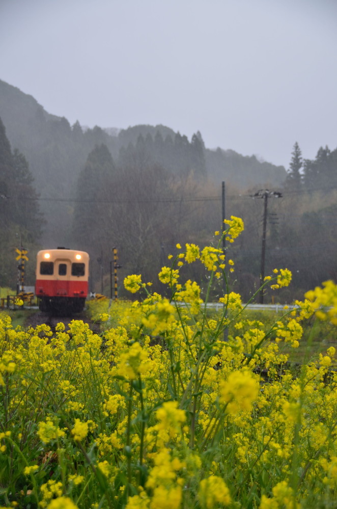 菜の花鉄道_a0287533_21591668.jpg