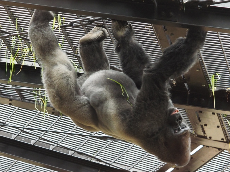 雨の日も楽しいゴリラ舎 京都市動物園17 4 15 ヒトのたぐい ゴリラと愉快な仲間たち
