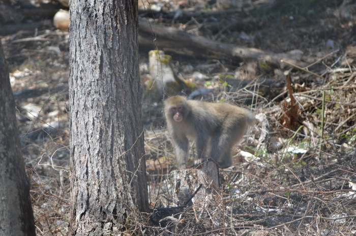 ヒメギウチョウ　4月19日　中信にて_d0254540_18101182.jpg