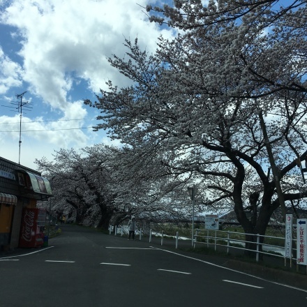 桜！！_f0224442_08572786.jpg