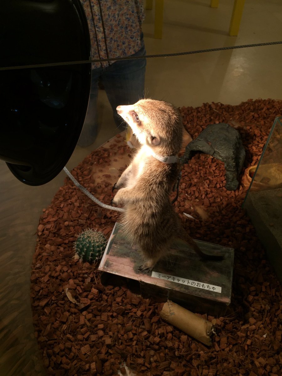 幕張のmoff モフ アニマルカフェで ミミズクやミーアキャットに癒される アイマグブログ イラストレーター デザイナー 似顔絵師 芸術家 佐伯ウサギ 幕張のmoff モフ アニマルカフェで ミミズクやミーアキャットに癒される アイマグブログ イラストレーター デザイナー 似顔絵師 芸術家 佐伯ウサギ