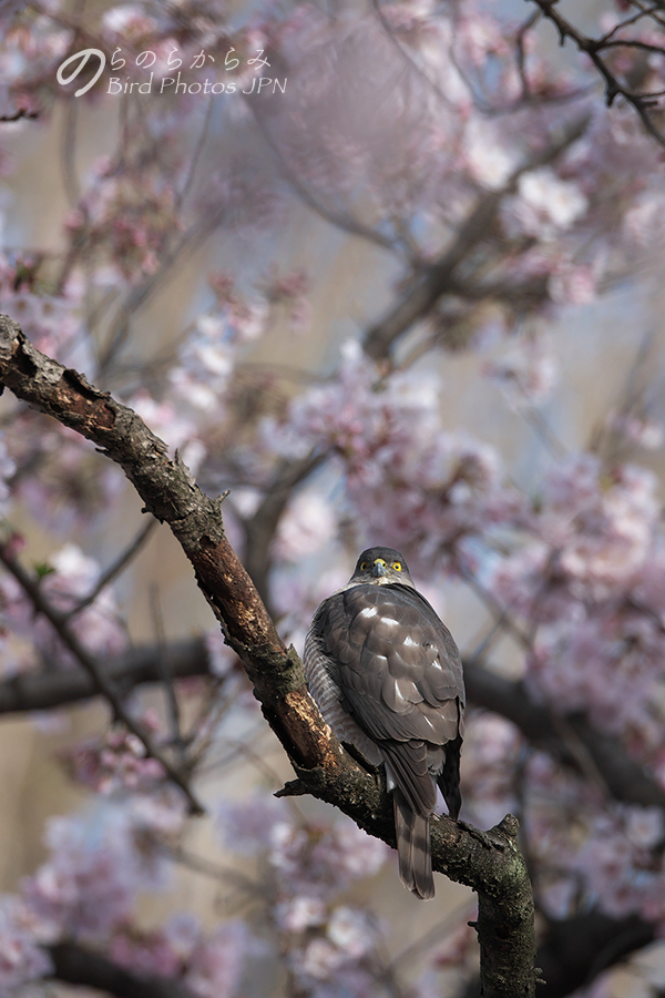 桜とツミ:2017年_d0360547_14584132.jpg