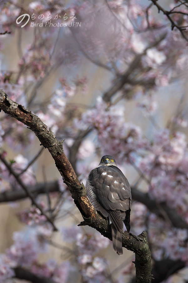 桜とツミ：2017年_d0360547_14584132.jpg