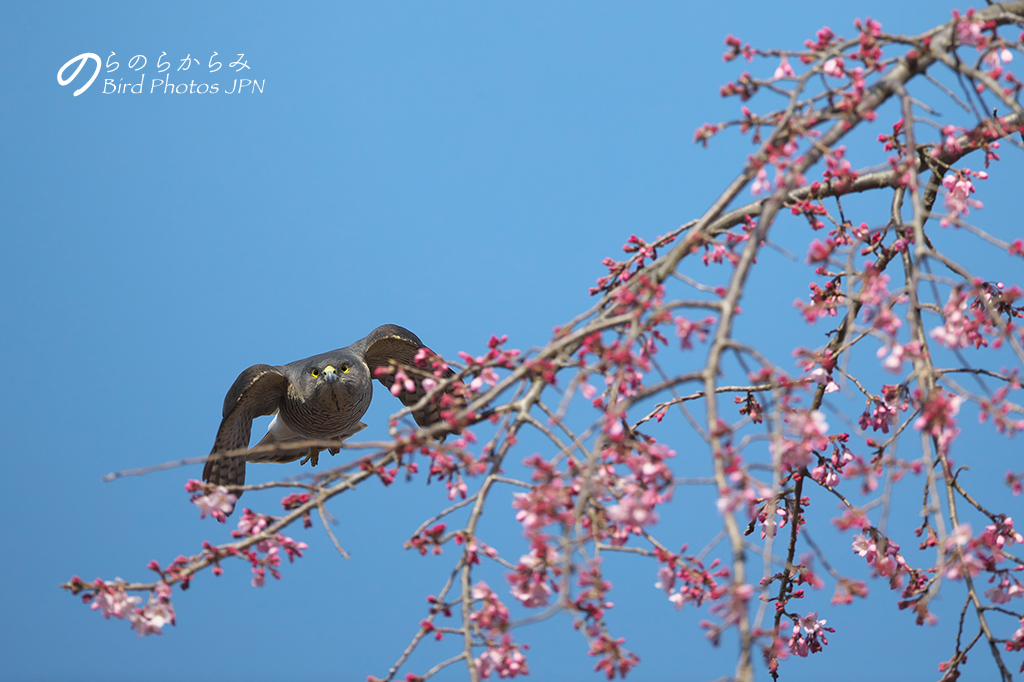 桜とツミ：2017年_d0360547_14591654.jpg