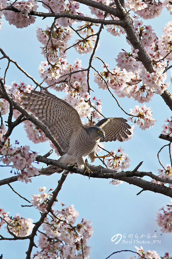 桜とツミ：2017年_d0360547_1459288.jpg