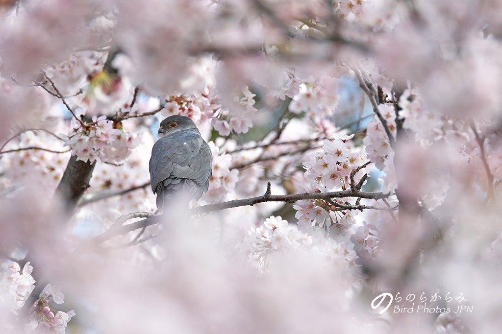 桜とツミ：2017年_d0360547_14594135.jpg