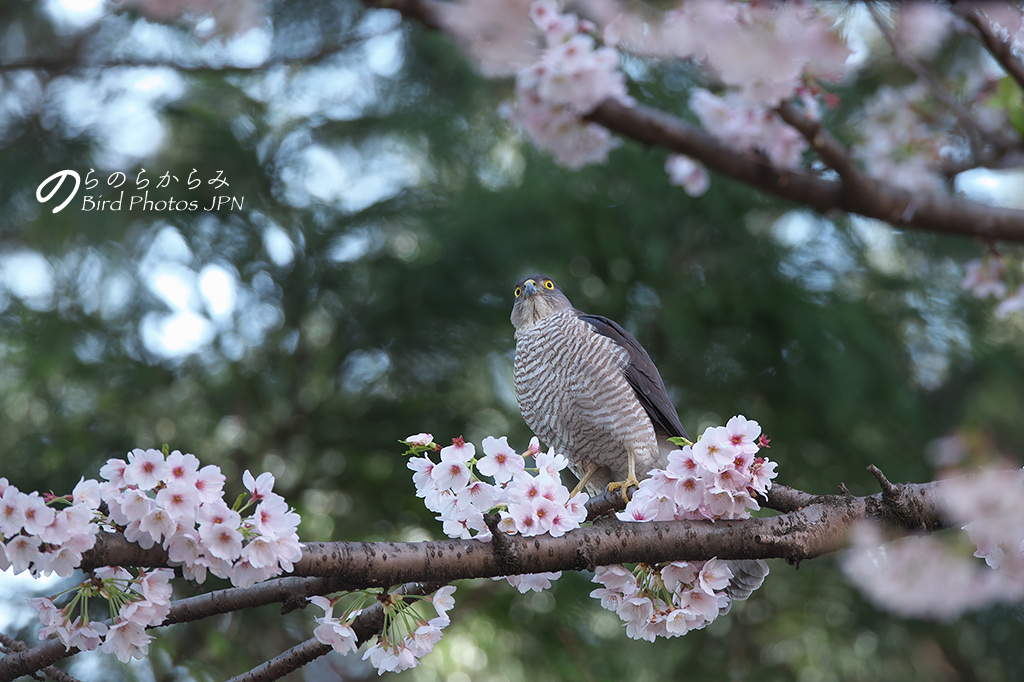 桜とツミ：2017年_d0360547_150876.jpg