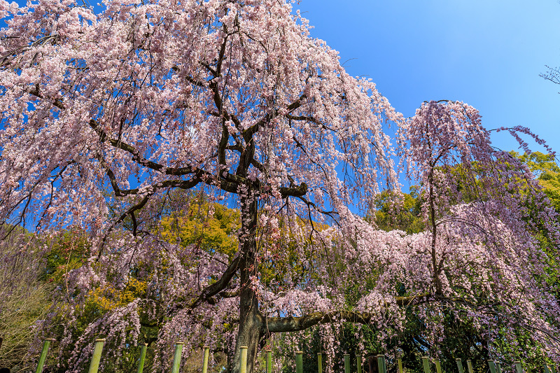 京都の桜2017 出水のしだれ桜（京都御苑）_f0155048_2251468.jpg