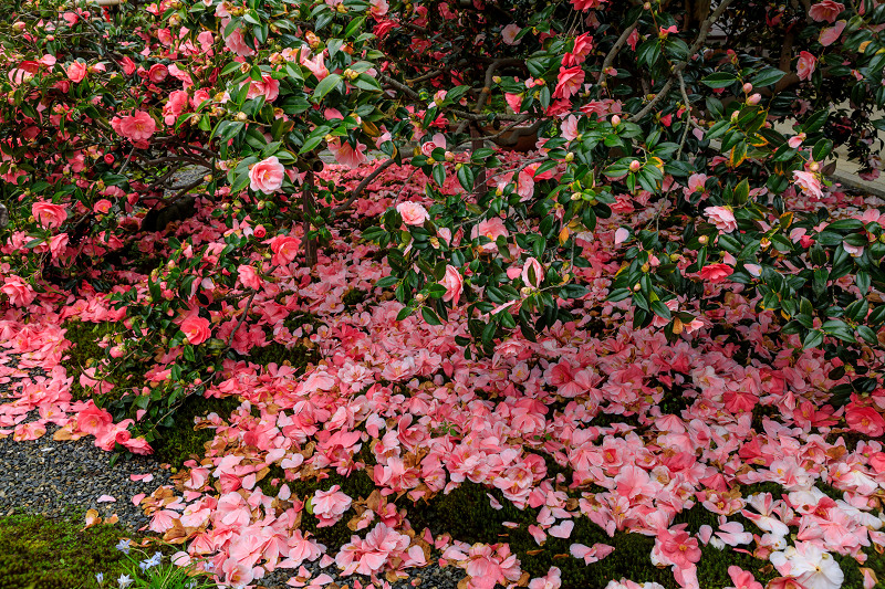 五色八重散椿・満開（地蔵院椿寺） : 花景色－K.W.C. PhotoBlog