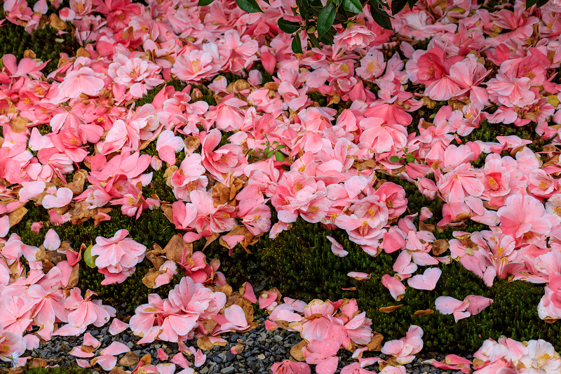 五色八重散椿・満開（地蔵院椿寺） : 花景色－K.W.C. PhotoBlog