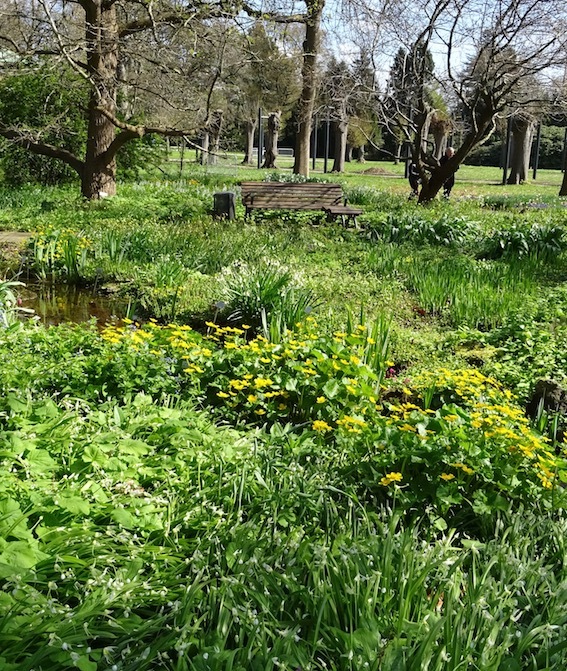 植物園の小川巡り_e0365654_02140920.jpg