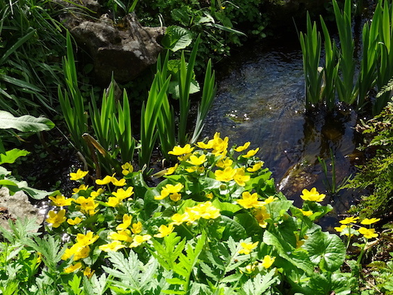 植物園の小川巡り_e0365654_02141731.jpg