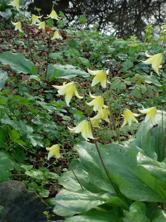 植物園の小川巡り_e0365654_02245961.jpg