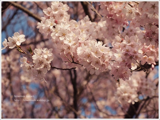 モーニングと桜。_b0319255_19262175.jpg