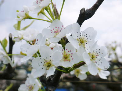 熊本梨　岩永農園　最後に収穫する新高の花が咲き誇っていました_a0254656_17490518.jpg