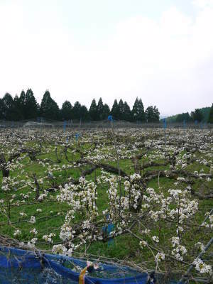 熊本梨 岩永農園 最後に収穫する新高の花が咲き誇っていました_a0254656_18090329.jpg