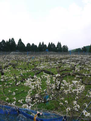 熊本梨　岩永農園　最後に収穫する新高の花が咲き誇っていました_a0254656_18090329.jpg