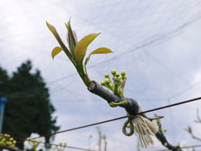 熊本梨　岩永農園　最後に収穫する新高の花が咲き誇っていました_a0254656_18141632.jpg