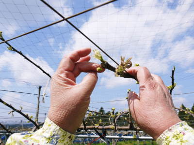 熊本梨 岩永農園 気温の上昇と共に、まずは最後に収穫する新高の花が咲き誇っていました_a0254656_18274751.jpg