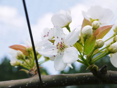 熊本梨　岩永農園　最後に収穫する新高の花が咲き誇っていました_a0254656_18375301.jpg