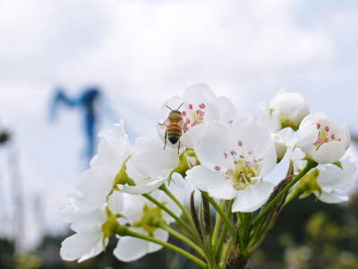 熊本梨　岩永農園　最後に収穫する新高の花が咲き誇っていました_a0254656_18514828.jpg