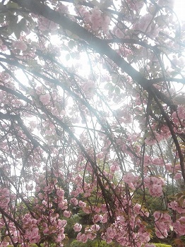 八重桜_a0061057_3121231.jpg